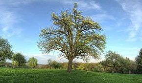 Drehbaum Kohlhof / Heidelberg